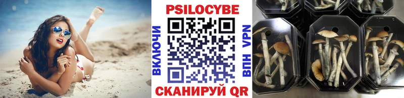 площадка Telegram  Гатчина  Галлюциногенные грибы Psilocybe 